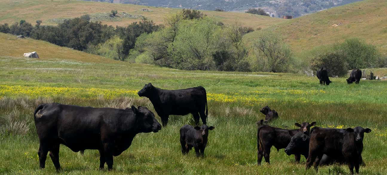 All Natural Beef - Maverick Ranch